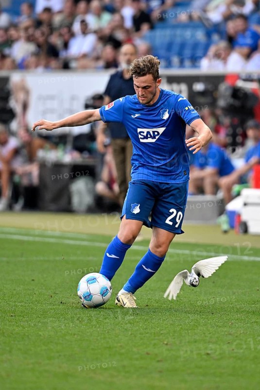 White pigeon on the pitch, grass, being harassed by Jacob Bruun Larsen TSG 1899 Hoffenheim (29) curious, PreZero Arena, Sinsheim, Baden-Württemberg, Germany, Europe