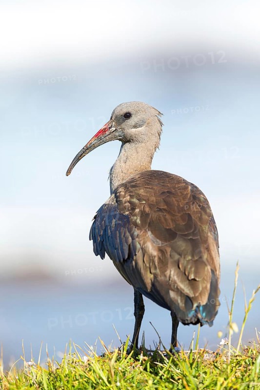 Hagedash, Hadada Ibis, (Bostrychia hagedash), Ibis, Table Mountain National Park Cape of Good Hope Nature Reserve, Cape Town, Western Cape, South Africa, Africa