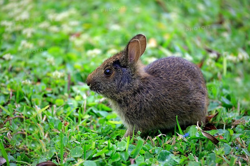 Swamp rabbit (Sylvilagus palustris), juvenile, bunny, rabbit, meadow, Florida, USA, North America