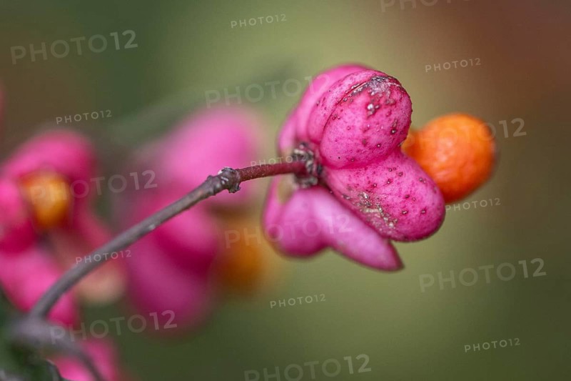Peacock, spindle bush (Euonymus europaeus), fruit stand, Emsland, Lower Saxony, Germany, Europe