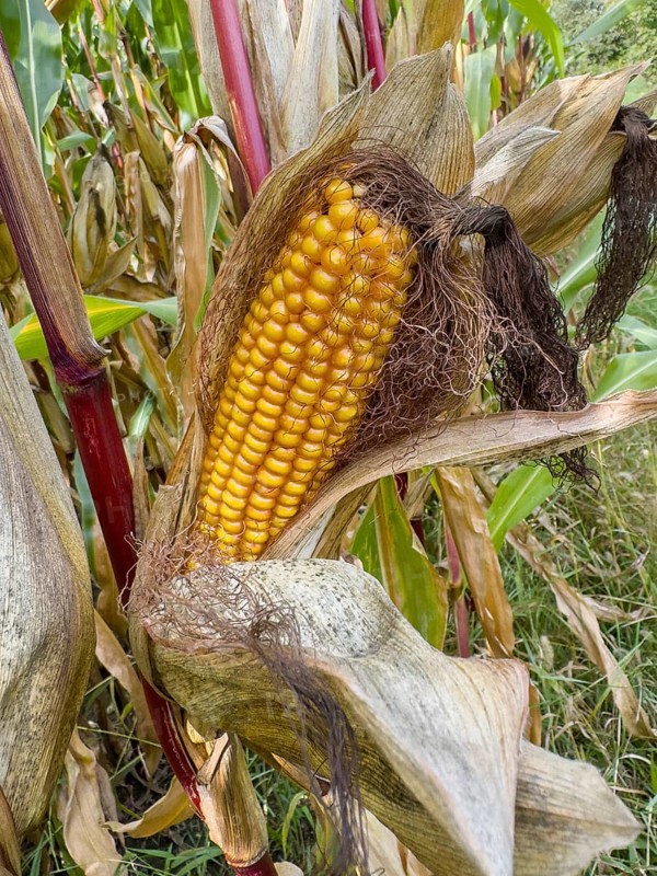 Ripe corn corn cob with visible yellow corn kernels of maize Corn plant (Zea mays), Germany, Europe