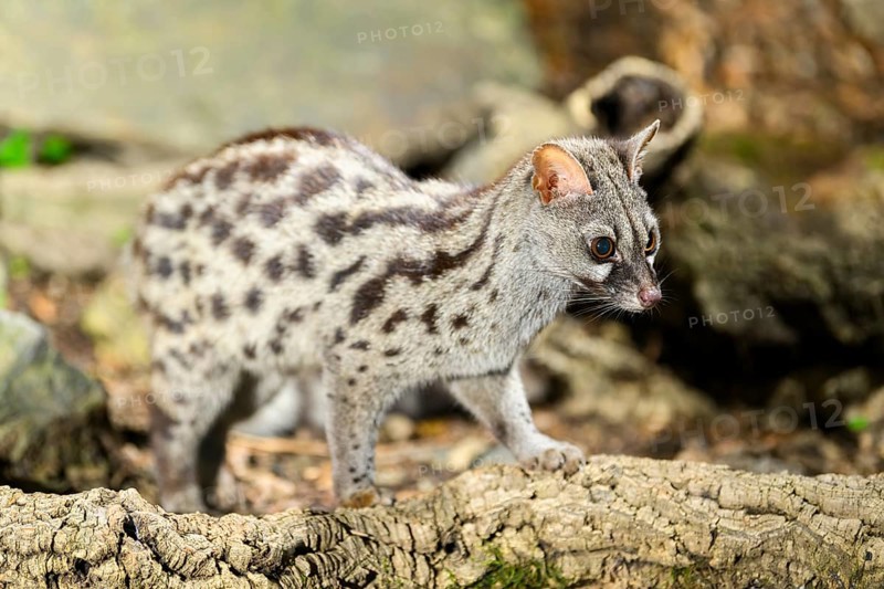 Common genet (Genetta genetta), wildlife in a forest, Montseny National Park, Catalonia, Spain, Europe