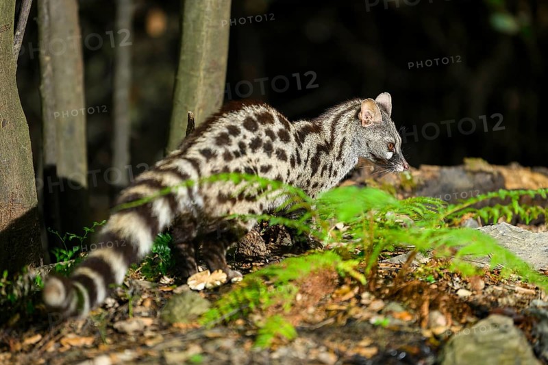 Common genet (Genetta genetta), wildlife in a forest, Montseny National Park, Catalonia, Spain, Europe