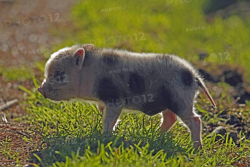 Pot-bellied pig (Sus scrofa domesticus), young animal