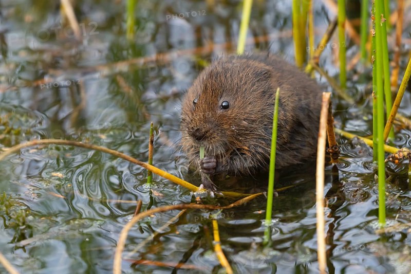 Water vole (Arvicola amphibius) adult rodent animal feeding on a reed leaf in a reedbed on a pond, England, United Kingdom, Europe