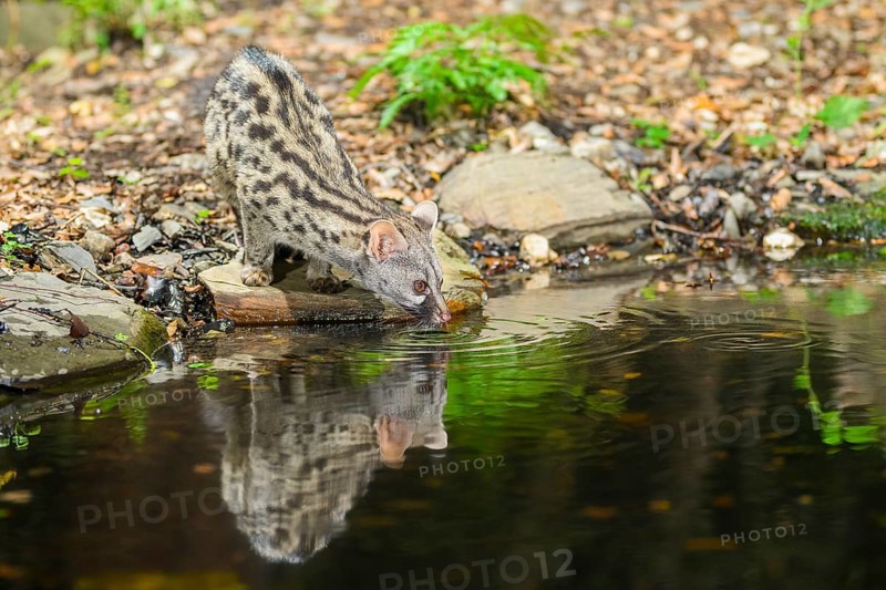 Common genet (Genetta genetta) drinking water at the shore of a lake, wildlife in a forest, Montseny National Park, Catalonia, Spain, Europe