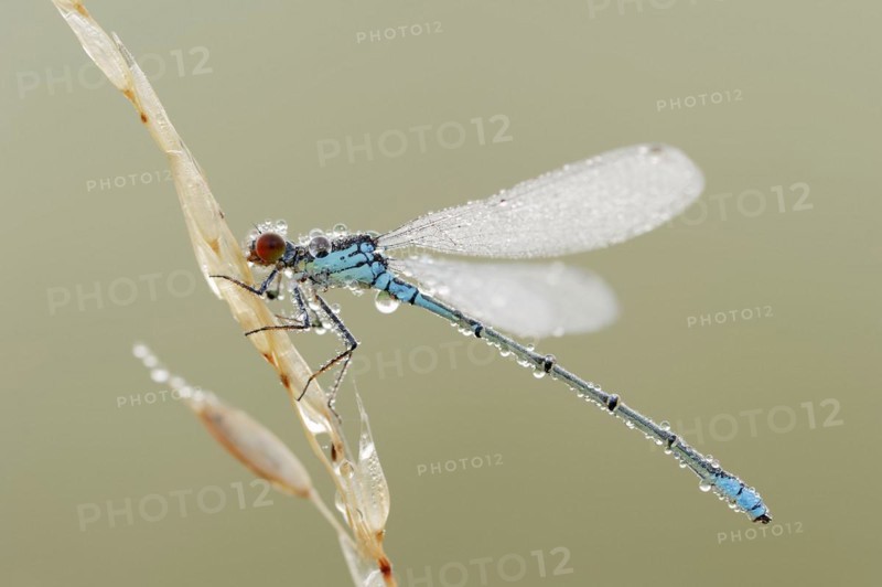 Small red-eyed damselfly (Erythromma viridulum), male with dewdrops, North Rhine-Westphalia, Germany, Europe