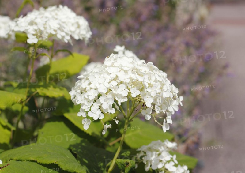 White bigleaf hydrangea (Hydrangea macrophylla), North Rhine-Westphalia, Germany, Europe