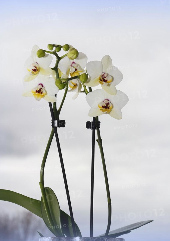 Butterfly orchid (Phalaenopsis), flowers