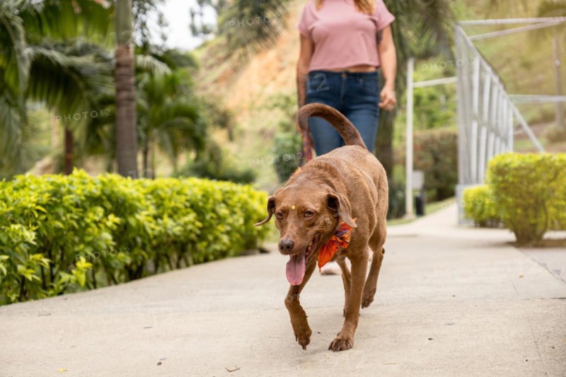 Close-up of a dog wearing a decorative scarf around its neck, while an unrecognizable woman walks behind with the leash. The background is blurred, with selective focus on the foreground