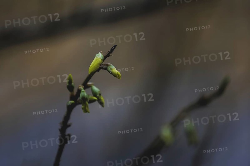 Buds on a shrub, photographed in Berlin, 27/02/2024