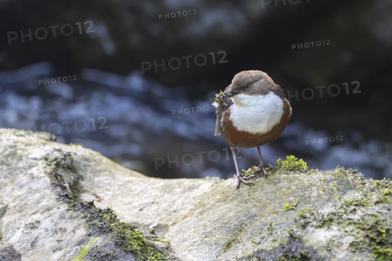 White-throated Dipper (Cinclus cinclus), at a torrent with larvae in its beak, Rhineland-Palatinate, Germany, Europe