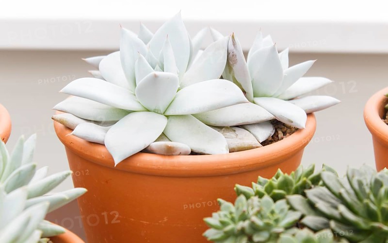 Beautiful succulent plant in greenhouse. Closeup, floral patterns, selective focus