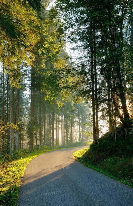 Narrow road leads through forest in Oberägeri, Canton Zug, Switzerland, Europe