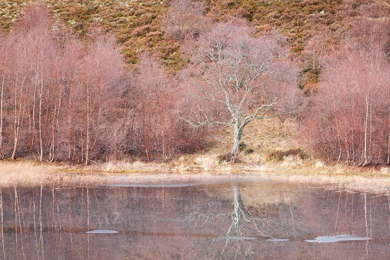 Reddish birch trees overgrown with moss are reflected in the water of a loch covered with ice floes, winter in the Scottish Highlands near Contin, United Kingdom, Europe