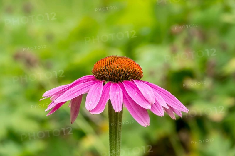 Purple cone flower (Echinacea purpurea), German