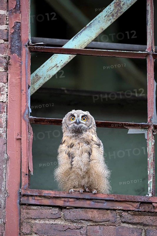 Eurasian eagle-owl (Bubo bubo), fledged young bird, in an old window frame, industrial building, Ewald colliery, Herten, Ruhr area, North Rhine-Westphalia, Germany, Europe