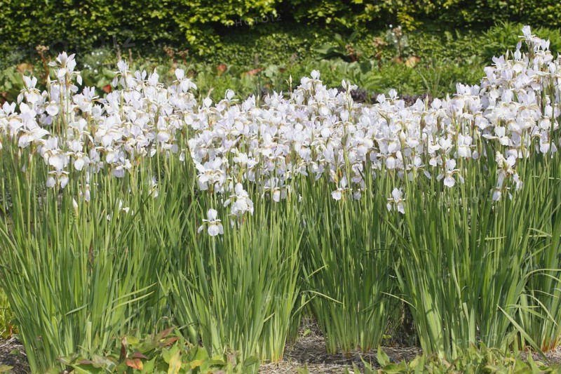 Siberian iris (Iris sibirica), flowers, North Rhine-Westphalia, Germany, Europe