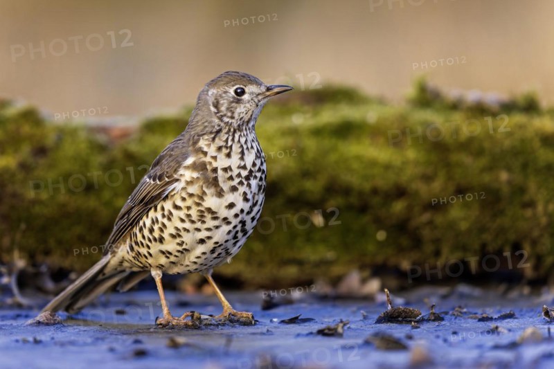 Song thrush (Turdus philomelos) Sunrise, frost, winter feeding, hoarfrost, Middle Elbe Biosphere Reserve, Saxony-Anhalt, Germany, Europe