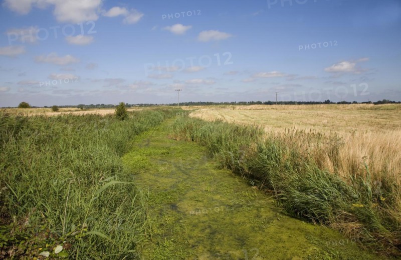 Eutrophication in drainage ditch Hollesley, Suffolk, England. Eutrophication is caused by the use of nitrate fertilisers in arable farming. Run off from the fields accumulates into drainage systems such as ditches and ponds and the added nutrients stimulate plant growth. The water surface becomes clogged with algae and this depletes available oxygen adversely effecting fish and other water creatures and plants