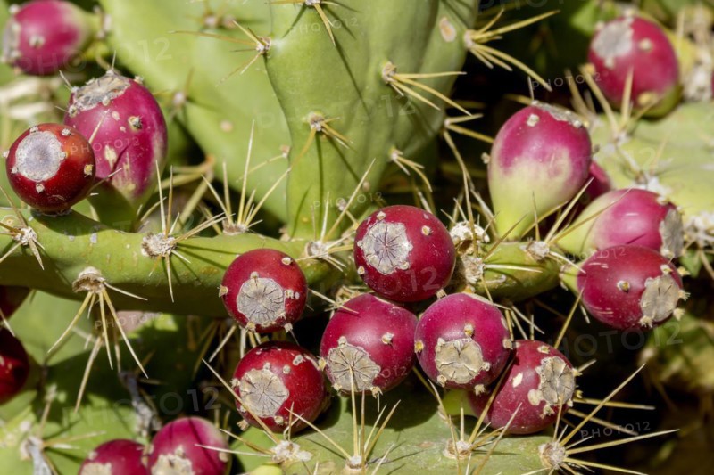 Fruits of the cactus pear (Opuntia ficus-indica), Fuerteventura, Canary Island, Spain, Europe