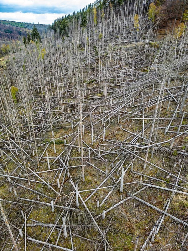 Dead spruce trees, broken by wind, lying wildly in disarray, forest dieback in the Arnsberg Forest nature park Park, over 70 per cent of the spruce trees are diseased, damaged, mostly by the bark beetle, which was able to spread due to drought and heat, climate change, near Hirschberg, North Rhine-Westphalia, Germany, Europe