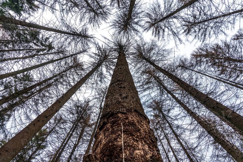 Forest dieback in the Arnsberg Forest nature park Park, over 70 per cent of the spruce trees are diseased, damaged, mostly by the bark beetle, which was able to spread due to drought and heat, climate change, attempts are being made to adapt the forest to climate change by replanting other tree species, near Hirschberg, North Rhine-Westphalia, Germany, Europe