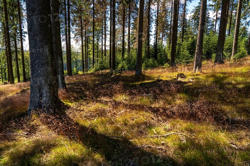 Landscape in the Rothaargebirge, Sauerland, on the Rothaarsteig, forest path near Jagdhaus, south of Schmallenberg, North Rhine-Westphalia, Germany, Europe
