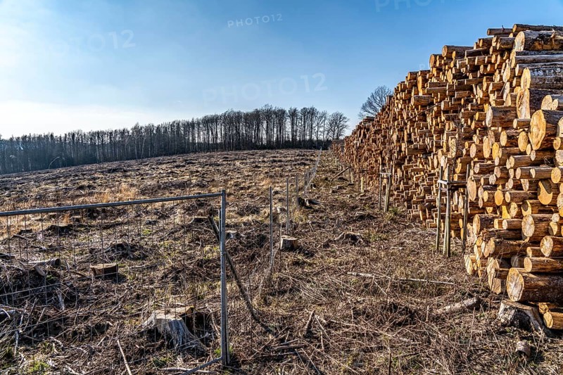 Cleared forest area north of the village of Hirschberg, Soest district, dead spruce stands were felled, wood pile, dead trees due to bark beetle infestation, Arnsberg Forest, North Rhine-Westphalia, Germany, Europe