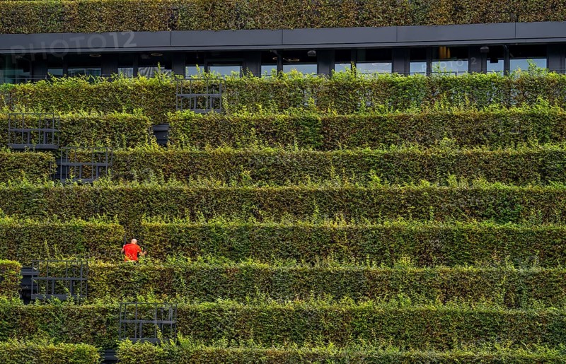 Green façade, made of over 30, 000 hornbeams forming a hedge a good 8 kilometres long, on the roof and façade of the Kö-Bogen-2 building, technician, gardener working on the façade, largest green façade in Europe, Düsseldorf North Rhine-Westphalia, Germany, Europe