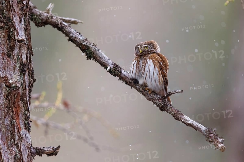 Pygmy owl (Glaucidium passerinum), Luce, Mountain area, Luce, Styria, Slovenia, Europe