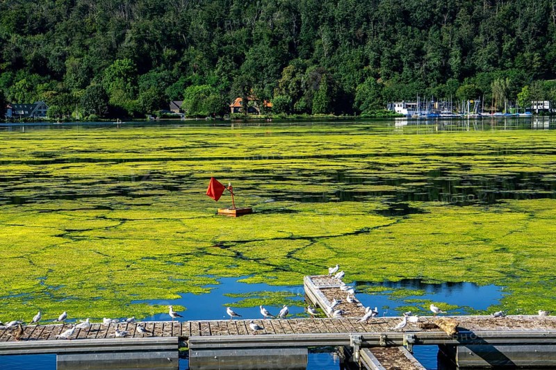 Waterweed, Elodea, an invasive species, green carpet of plants on Lake Baldeney in Essen, the fast-growing aquatic plant proliferates on large parts of the Ruhr reservoir, increased water temperatures accelerate growth, recreational boat traffic is severely impaired, Essen, North Rhine-Westphalia, Germany, Europe