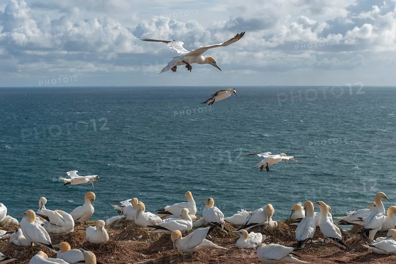 Northern gannets (Morus bassanus) on their nests on the cliff edge and in flight, offshore island of Heligoland, North Sea, Pinneberg district, Schleswig-Holstein, Germany, Europe