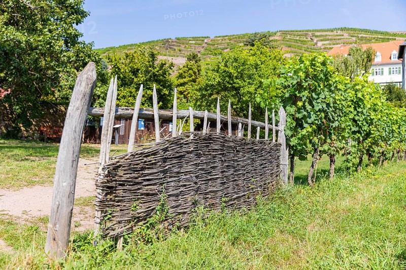 The idyllic, listed Hoflößnitz is a jewel of the Saxon wine culture landscape and the first and only producer in Saxony that is fully committed to organic cultivation and produces certified organic Saxon wines. Saxony's only viticulture museum with a permanent and special exhibition on regional viticulture is located in the historic buildings and on the neighbouring open space. Farmers' Garden, Höflößnitz House, Radebeul, Saxony, Germany, Europe