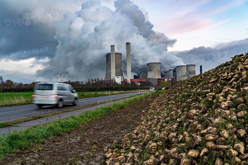 Sugar beet harvest, at the lignite-fired power station, RWE Power AG Niederaußem power station, near Bergheim, North Rhine-Westphalia, North Rhine-Westphalia, Germany, Europe
