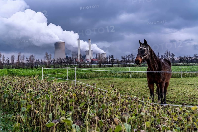 Paddock at the lignite-fired power station, RWE Power AG Niederaußem power station, near Bergheim, North Rhine-Westphalia, North Rhine-Westphalia, Germany, Europe
