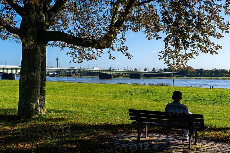 Dense chestnut tree avenue at the Rhine dike near Neuss, Deichallee, autumn, colourful leaves, park bench, left Rhine bridges, Josef-Kardinal-Frings-Bridge, North Rhine-Westphalia, Germany, Europe