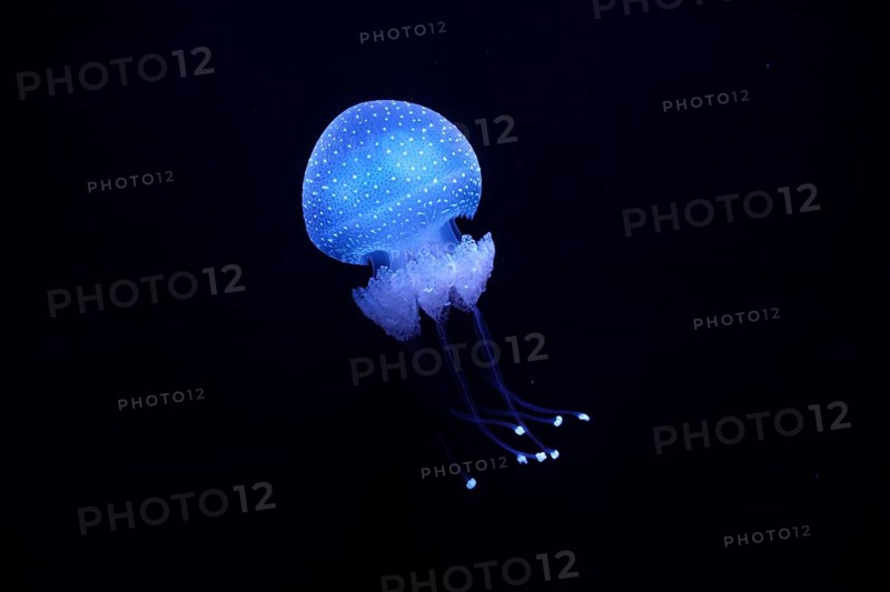 Bioluminescent Jellyfish Phyllorhiza punctata white-spotted jellyfish aka floating bell, Australian spotted jellyfish luminescent underwater