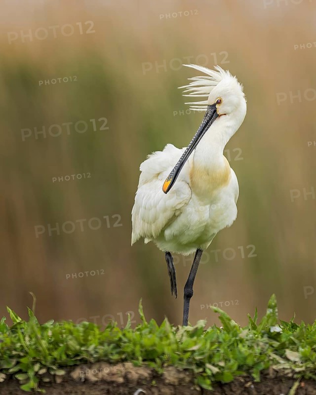 Eurasian spoonbill (Platalea leucorodia) also known as spoonbill, decorative feathers on the head, splendid plumage, shallow water zone, shore zone, reed belt, morning light, Kiskunsag National Park, Hungary, Europe