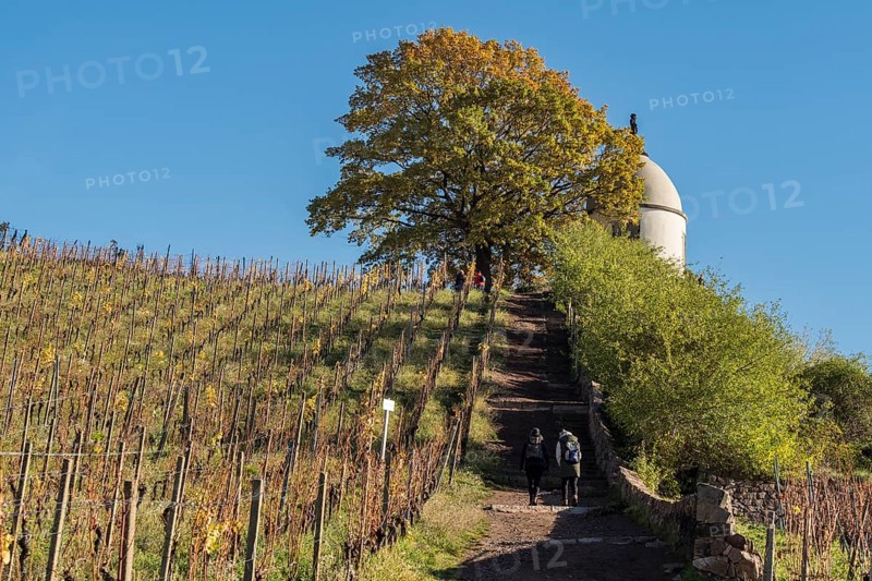 Path up to tower Jacobstein, vineyard at castle Wackerbarth, Radebeul, near Meissen, Germany, Europe