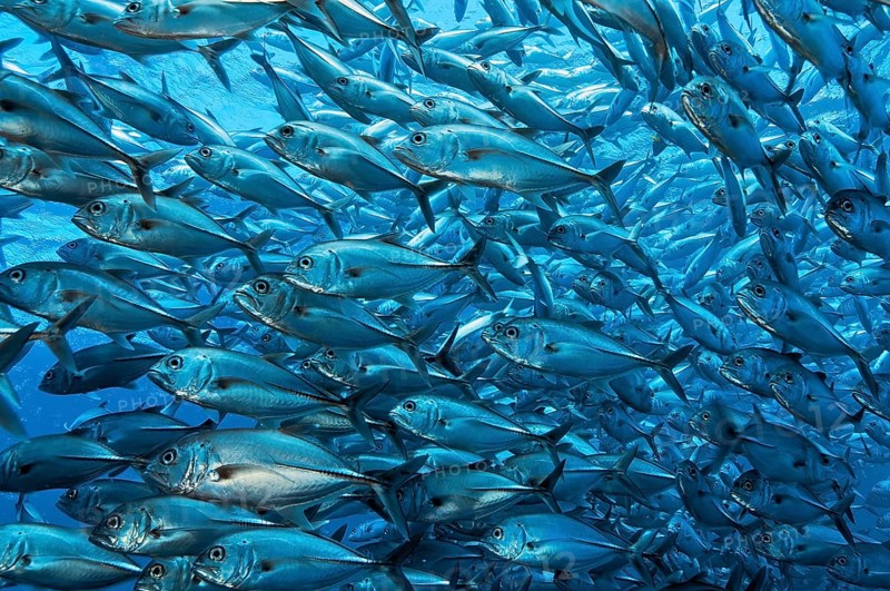 Large shoal of bigeye trevallies (Caranx sexfasciatus) Bigeye jack mackerel swimming in open sea, Indian Ocean, Tulamben, Bali, Indonesia, Asia