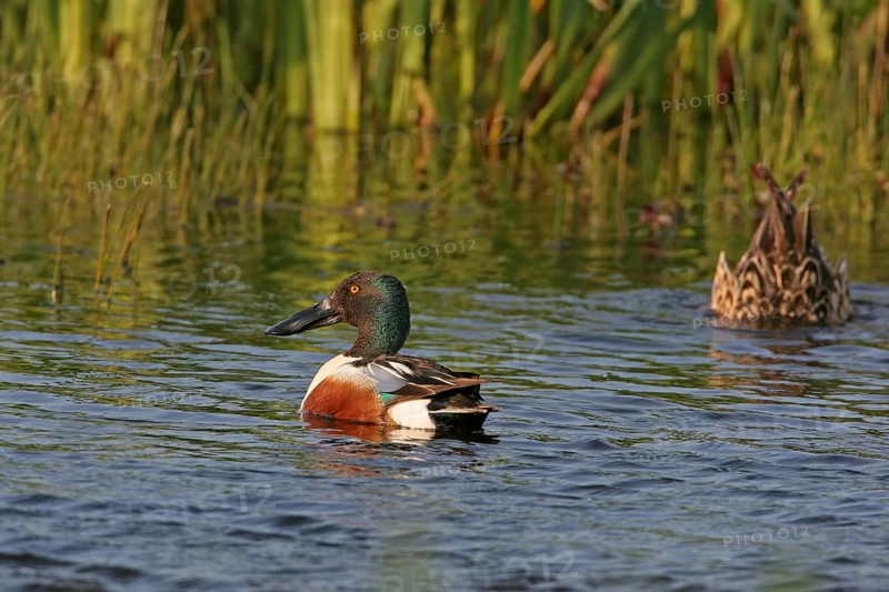 Northern shoveler (Anas clypeata), swimming in the water, Texel, Noordholland, Holland