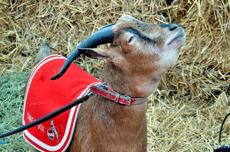 Hennes the VIII, the mascot of 1. FC Köln, RheinEnergie Stadium, Cologne, North Rhine-Westphalia, Germany, Europe