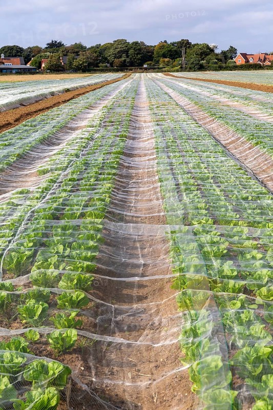 Rows of lettuce crop protected by fleecing growing in field, Bawdsey, Suffolk, England, UK Rows of lettuce crop protected by netting growing in field, Bawdsey, Suffolk, England, UK