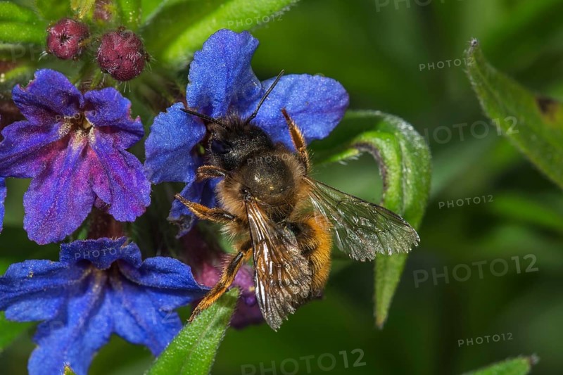 A rusty red mason bee (Osmia bicornis) on Purple Gromwell (Buglossoides purpurocaerulea) surrounded by green foliage, Baden-Württemberg, Germany, Europe