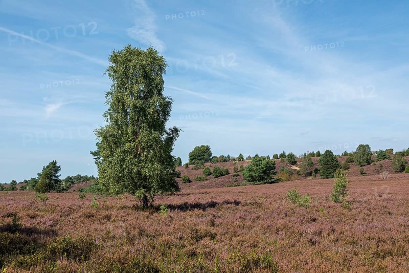 Heather blossom, trees, birch, Wilseder Berg near Wilsede, Bispingen, Lüneburg Heath, Lower Saxony, Germany, Europe