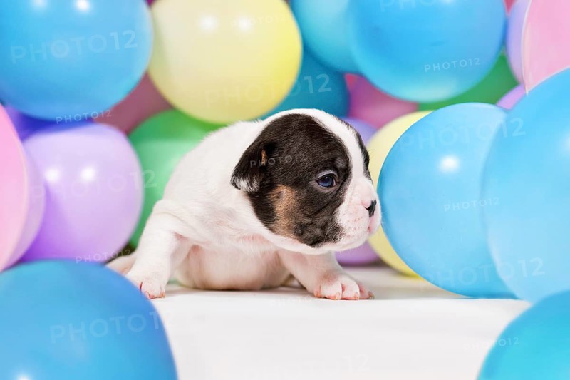 Tiny 3 weeks old pied and tan French Bulldog dog puppy between colorful balloons