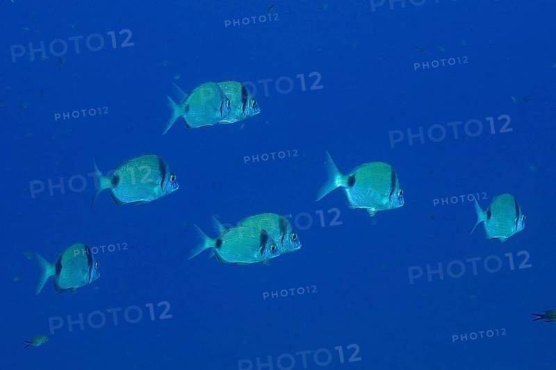 School of fish, group, school of common two-banded seabream (Diplodus vulgaris) in the Mediterranean Sea near Hyères. Dive site Giens peninsula, Côte d'Azur, France, Europe