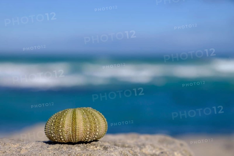 Sea urchins, enclosure off the Indian Ocean, De Hoop Nature Reserve, nature reserve near Struisbaai, Garden Route, Western Cape, South Africa, Africa