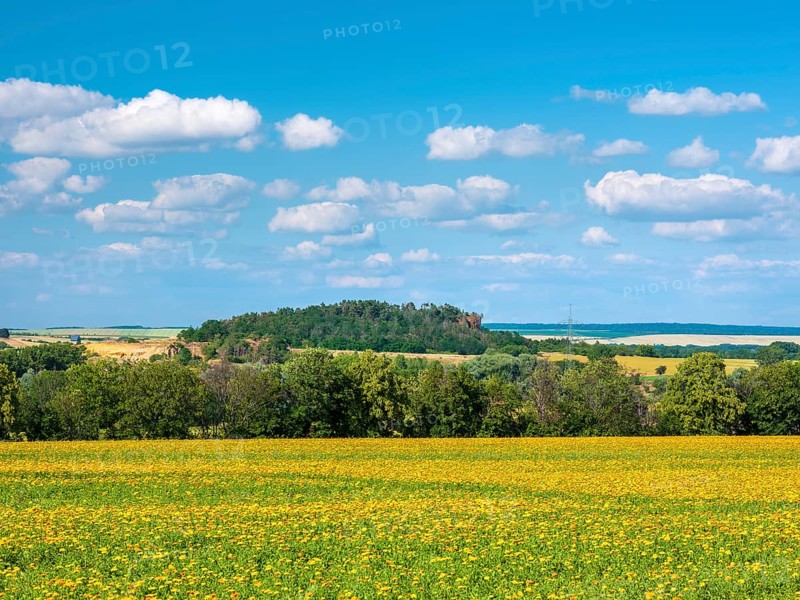 Field with marigolds (Calendula officinalis), medicinal plant, blue sky with cumulus clouds, near Quedlinburg, Saxony-Anhalt, Germany, Europe